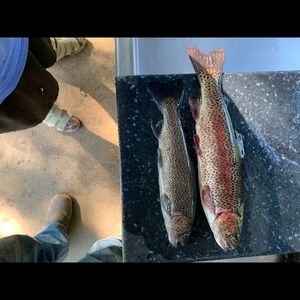 Meet your Posher, Brandon